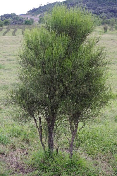 Capparis anomala, photographed by coenobita
