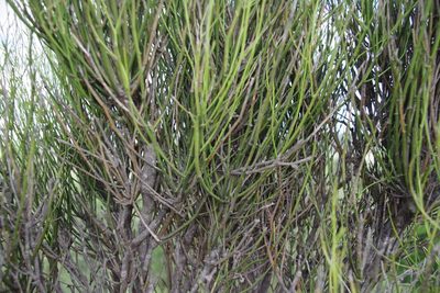 Capparis anomala, photographed by coenobita