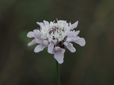 Cephalaria transsylvanica, photographed by carnifex