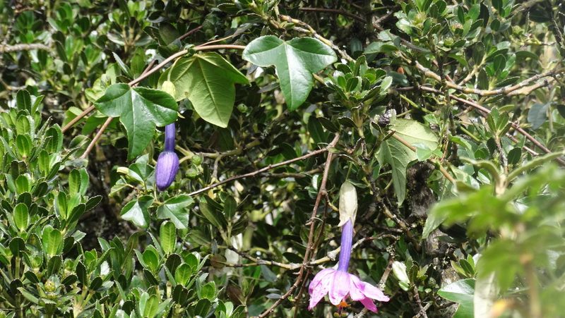Passiflora cumbalensis, photographed by Diego Inclan