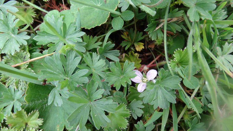 Geranium diffusum, photographed by Diego Inclan