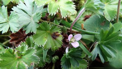 Geranium diffusum, photographed by Diego Inclan