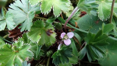Geranium diffusum, photographed by Diego Inclan