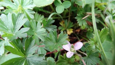 Geranium diffusum, photographed by Diego Inclan