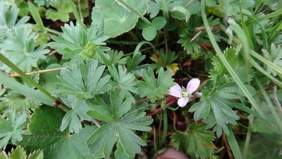 Geranium diffusum, photographed by Diego Inclan