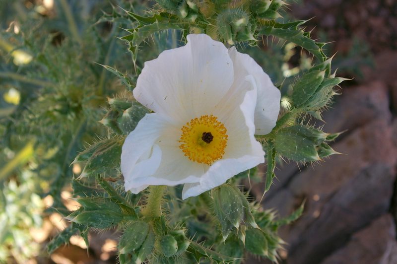 Argemone corymbosa, photographed by Ryan Elliott