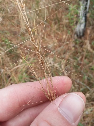 Aristida palustris, photographed by Will McFarland