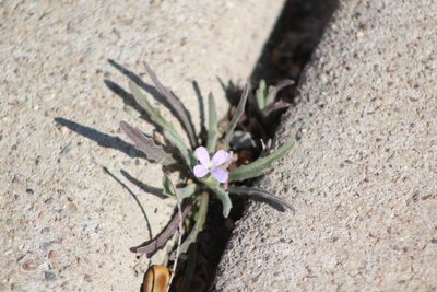 Matthiola parviflora, photographed by Eliseo D Moreno