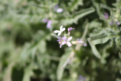 Matthiola parviflora, photographed by Eliseo D Moreno