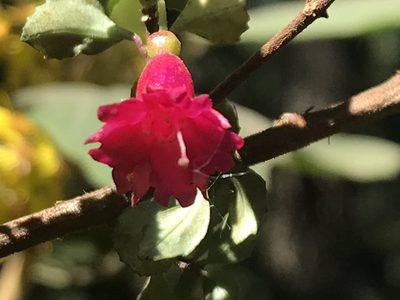 Fuchsia microphylla, photographed by Adriana Nelly Correa Sandoval