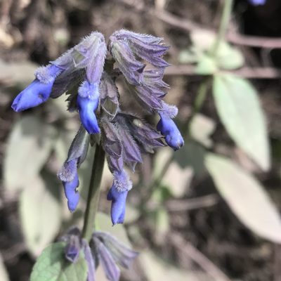 Salvia helianthemifolia, photographed by Adriana Nelly Correa Sandoval