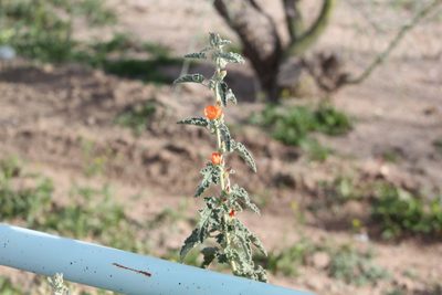 Sphaeralcea emoryi, photographed by Eliseo D Moreno