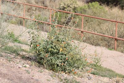 Sphaeralcea emoryi, photographed by Eliseo D Moreno