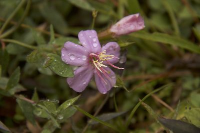 Pterogastra divaricata, photographed by Steven Bodzin