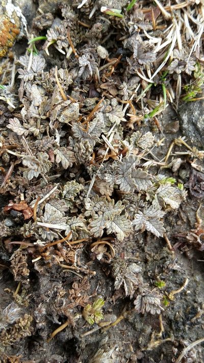 Acaena buchananii, photographed by naturewatchwidow