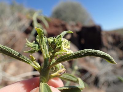 Ditaxis brandegeei, photographed by rockybajada