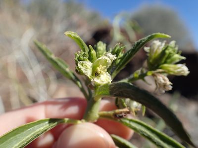 Ditaxis brandegeei, photographed by rockybajada