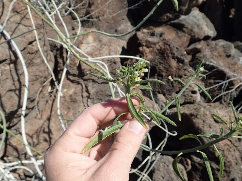 Ditaxis brandegeei, photographed by rockybajada