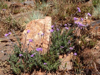Hilliardiella sutherlandii, photographed by Andrew Hankey