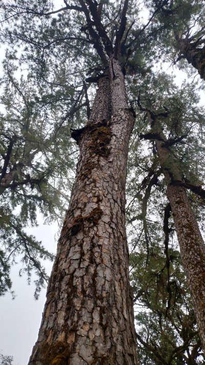 Pinus kesiya, photographed by Cynthia Su