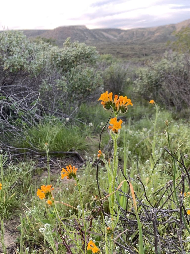 Amsinckia inepta, photographed by Jim Riley