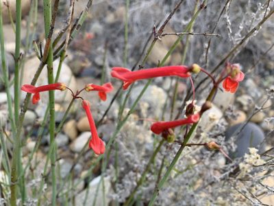 Gambelia juncea, photographed by Jim Riley