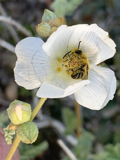 Sphaeralcea fulva, photographed by Jim Riley