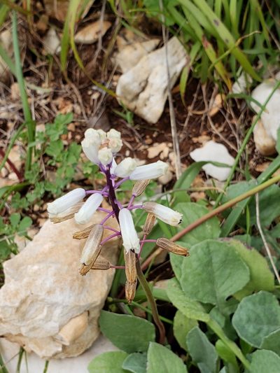 Bellevalia flexuosa, photographed by Dan Killam