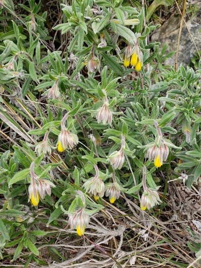 Onosma frutescens, photographed by Dan Killam