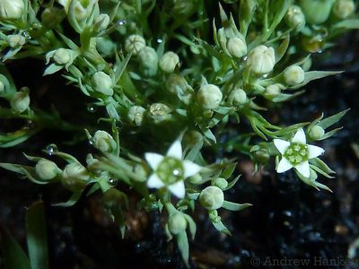 Thesium costatum, photographed by Andrew Hankey