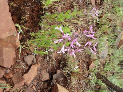 Syncolostemon muddii, photographed by Andrew Hankey