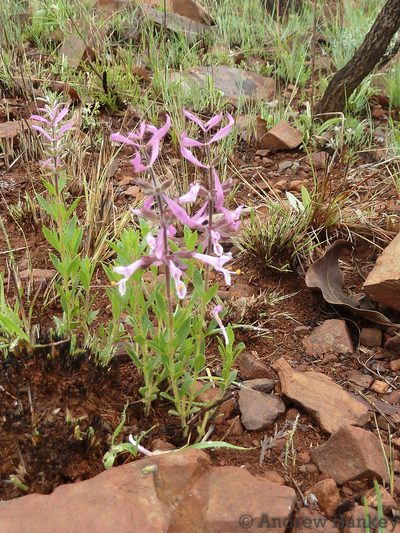 Syncolostemon muddii, photographed by Andrew Hankey