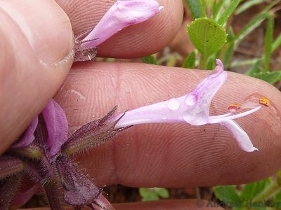 Syncolostemon muddii, photographed by Andrew Hankey