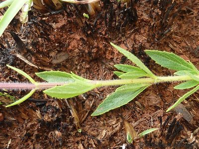 Syncolostemon muddii, photographed by Andrew Hankey
