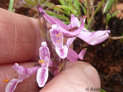 Syncolostemon muddii, photographed by Andrew Hankey