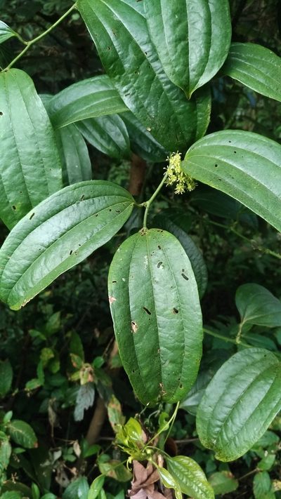 Smilax bracteata, photographed by Lin Scott