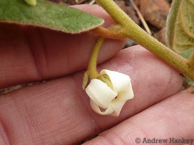 Diospyros galpinii, photographed by Andrew Hankey