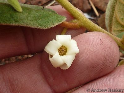 Diospyros galpinii, photographed by Andrew Hankey
