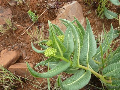 Xysmalobium acerateoides, photographed by Andrew Hankey