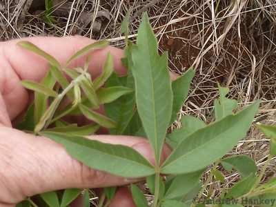 Searsia gerrardii, photographed by Andrew Hankey