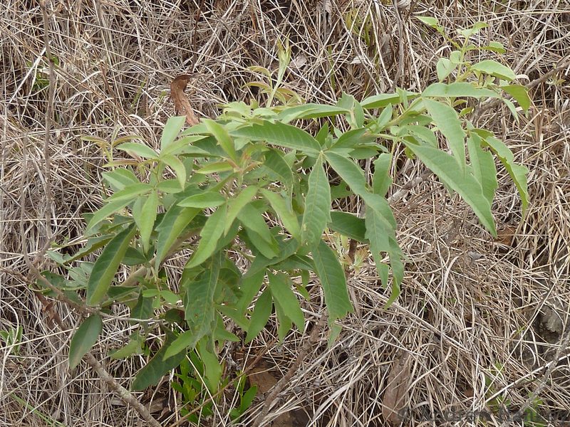 Searsia gerrardii, photographed by Andrew Hankey