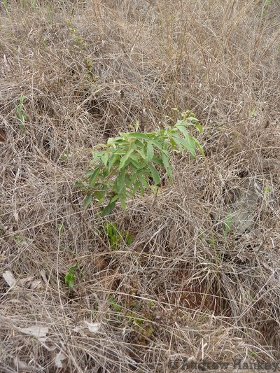 Searsia gerrardii, photographed by Andrew Hankey