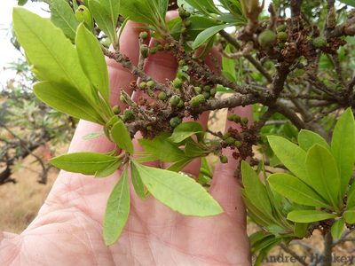 Myrica pilulifera, photographed by Andrew Hankey