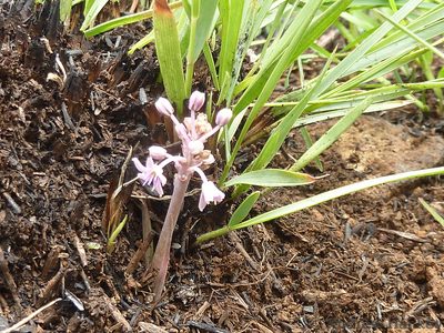 Ledebouria leptophylla, photographed by Andrew Hankey