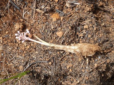 Ledebouria leptophylla, photographed by Andrew Hankey