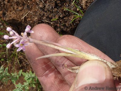 Ledebouria leptophylla, photographed by Andrew Hankey