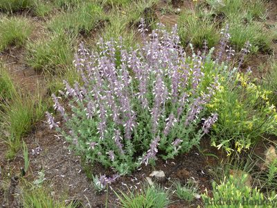 Syncolostemon rectiflorus, photographed by Andrew Hankey