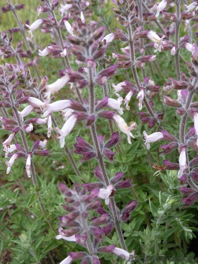 Syncolostemon rectiflorus, photographed by Andrew Hankey