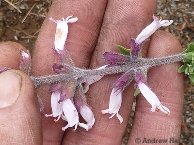 Syncolostemon rectiflorus, photographed by Andrew Hankey