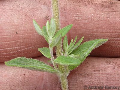 Syncolostemon rectiflorus, photographed by Andrew Hankey
